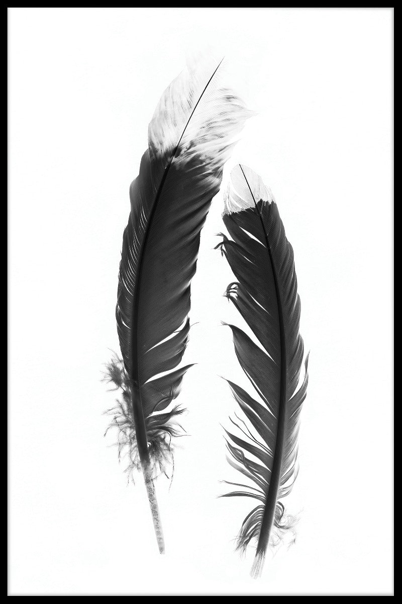Feather Black &