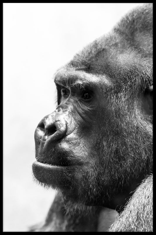 Gorilla Porträtt svart och vit poster