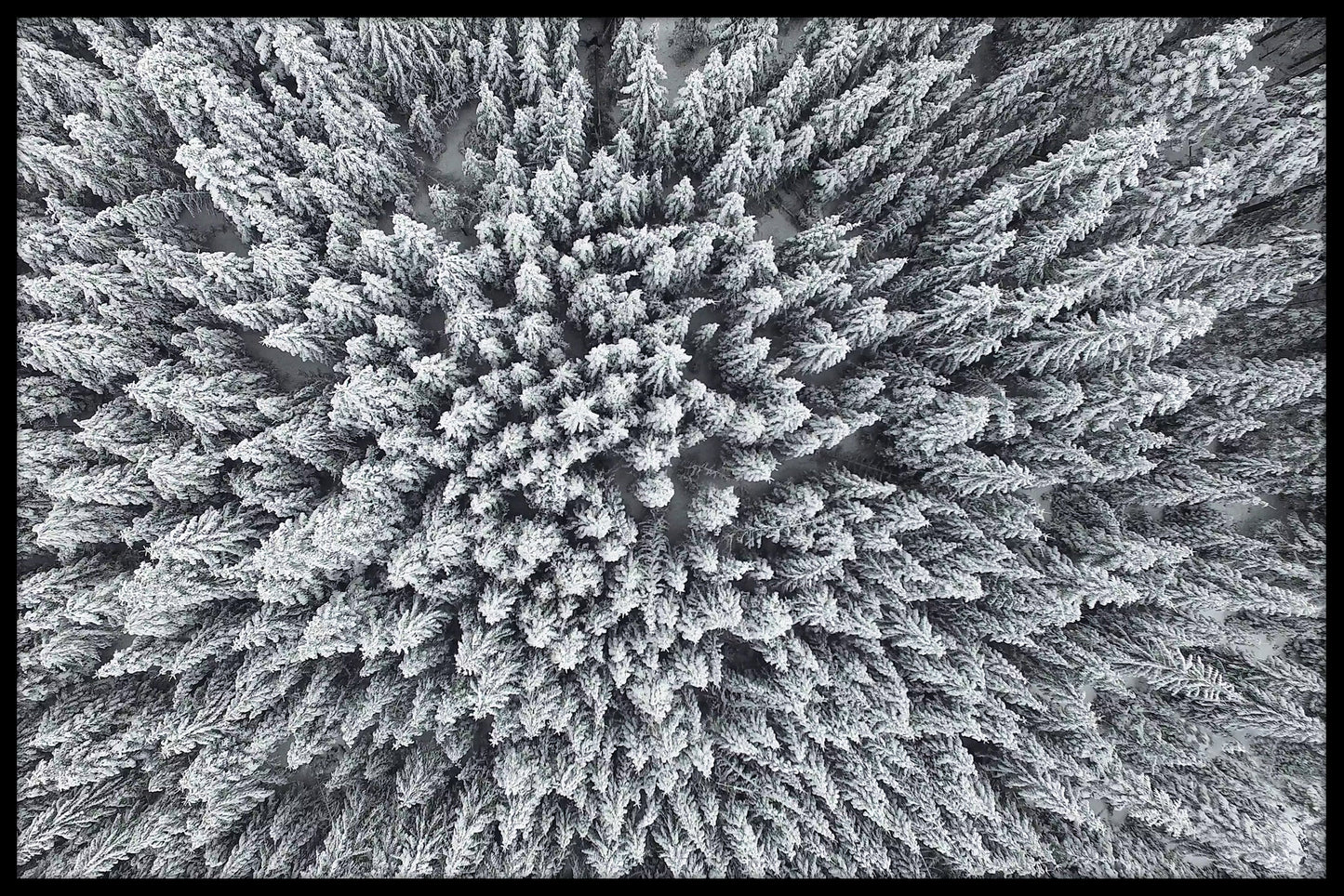 Pine Forest Winter Frost poster