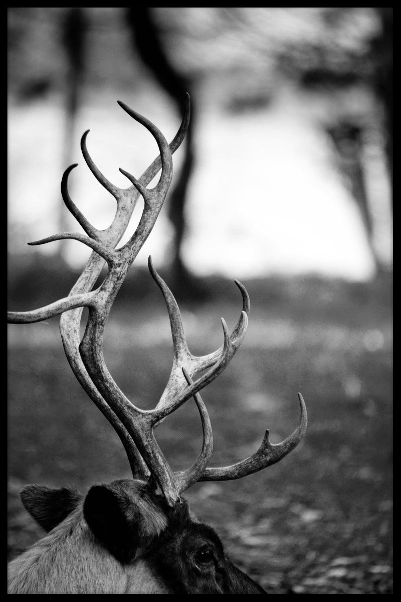 Renar närbild affisch-s