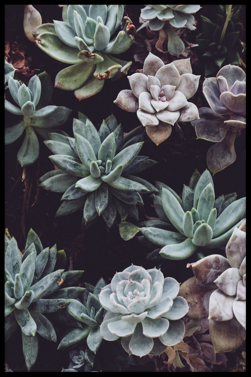 Botaniska blommor poster