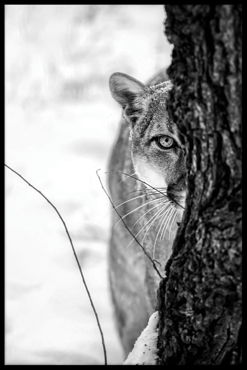 Cougar porträtt poster