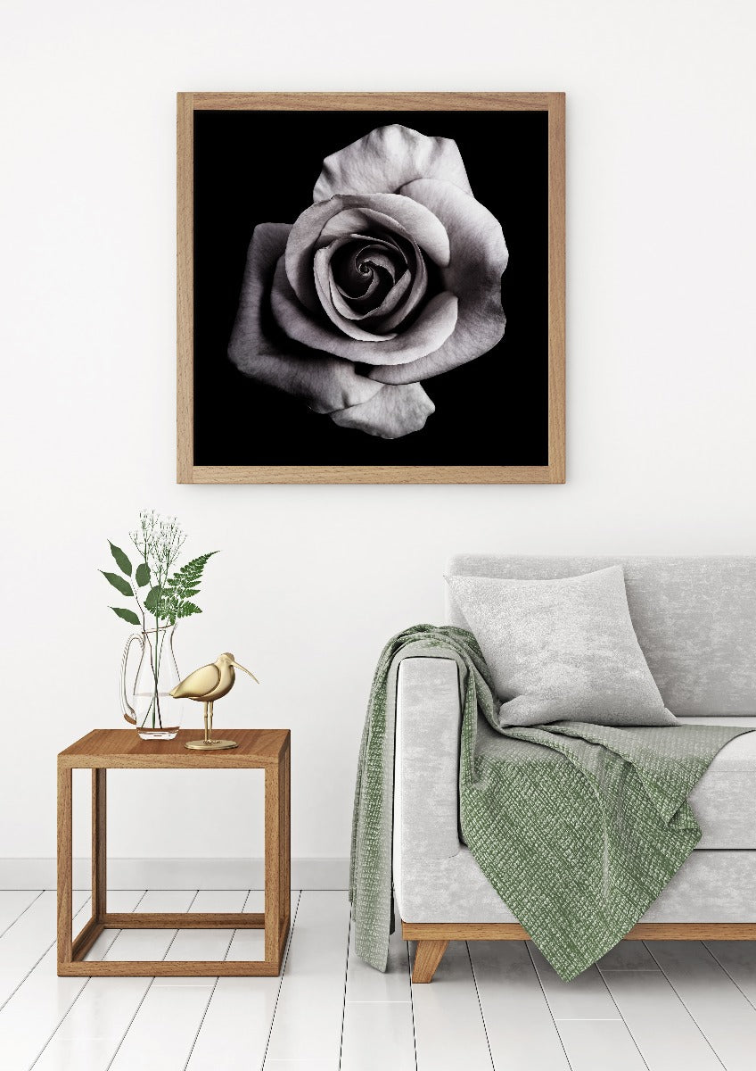 Rose på svart poster