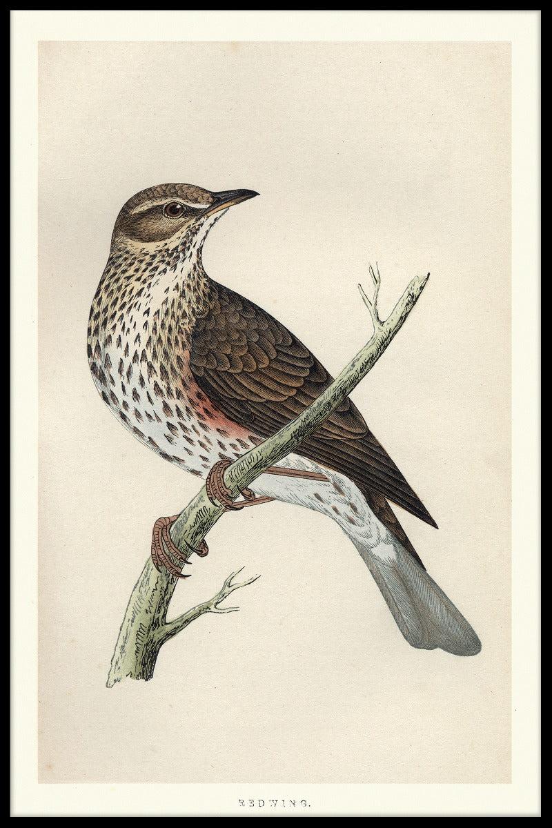 Rödvinge poster