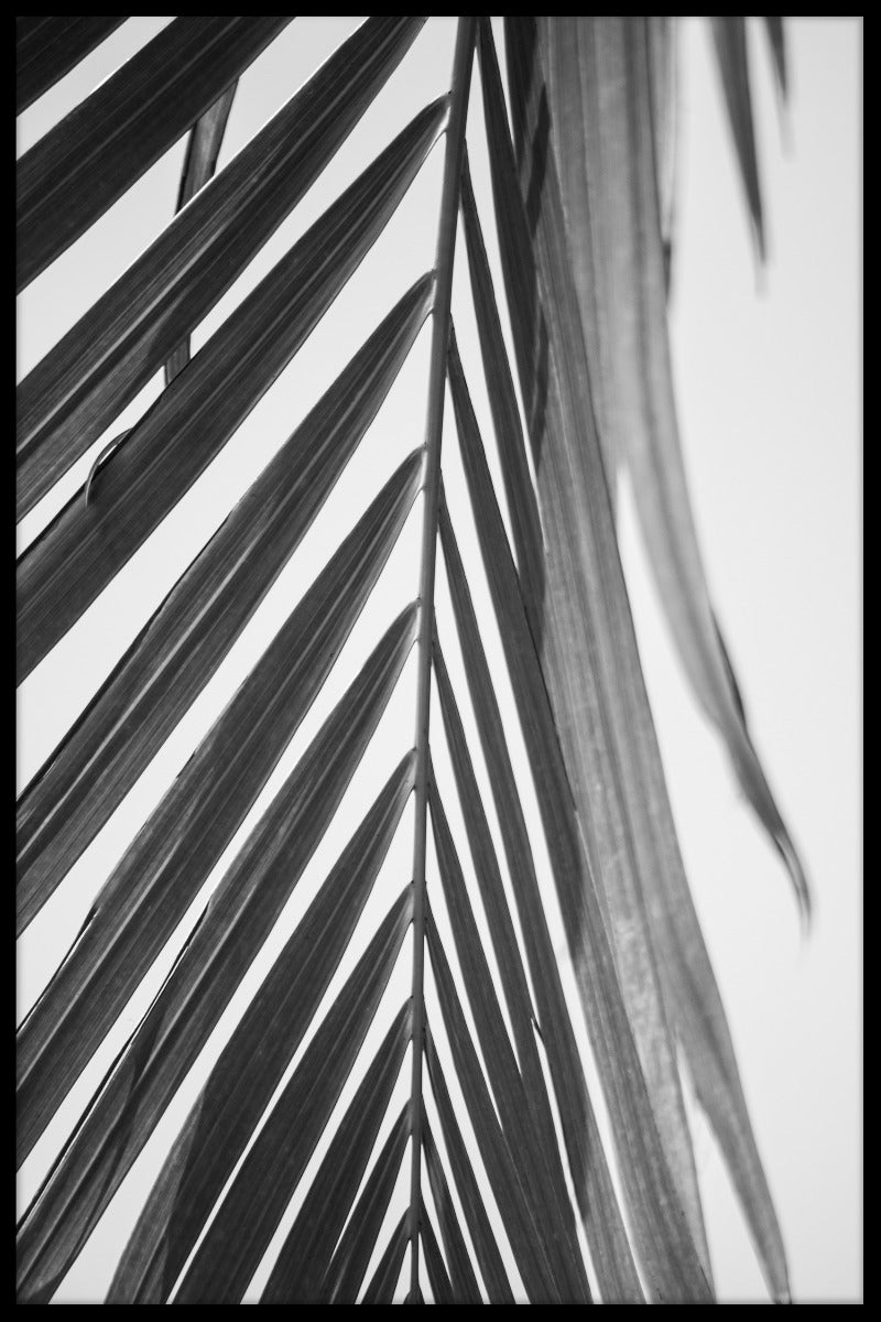 Palm Leaf Black &