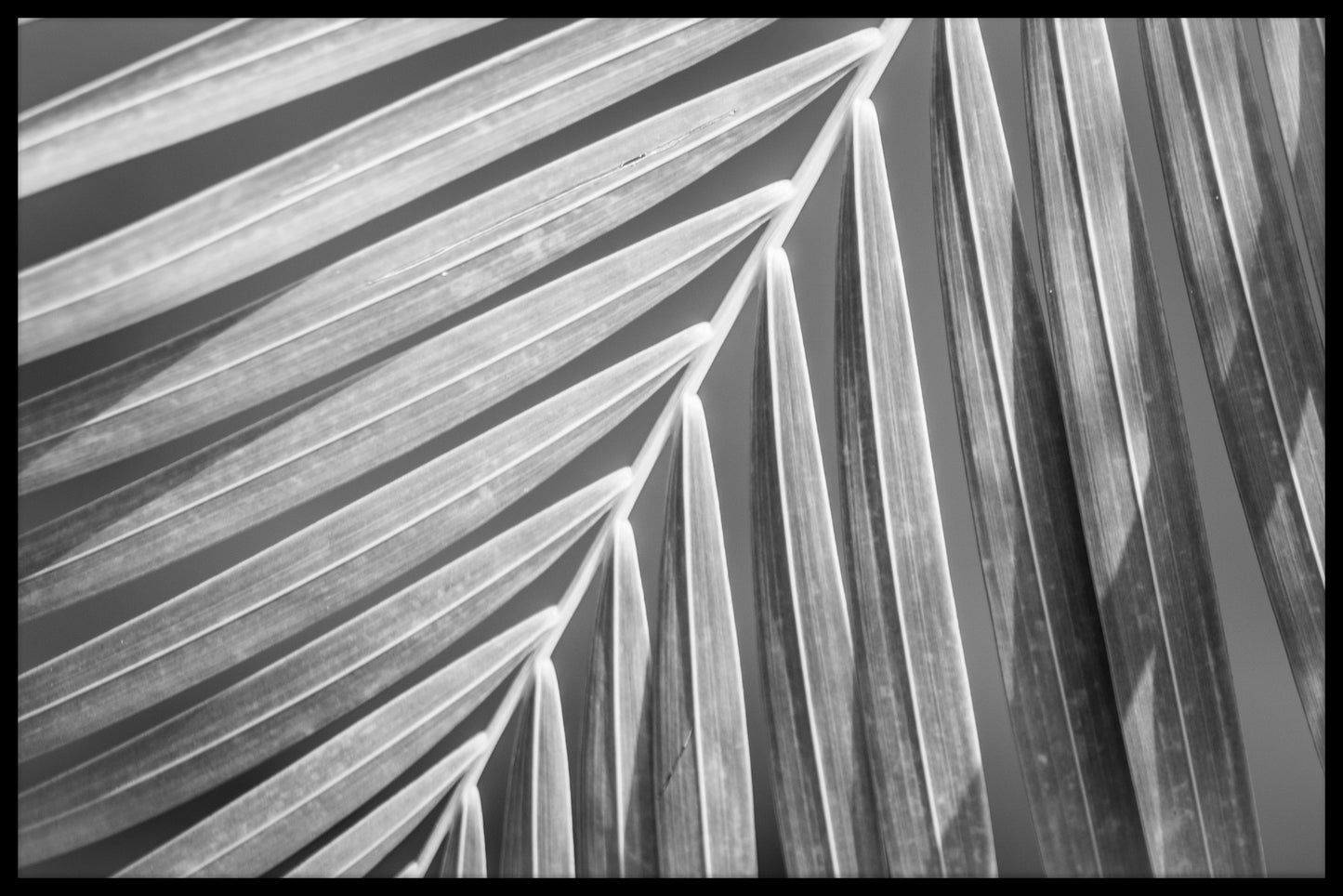 Palm Leaf Black &