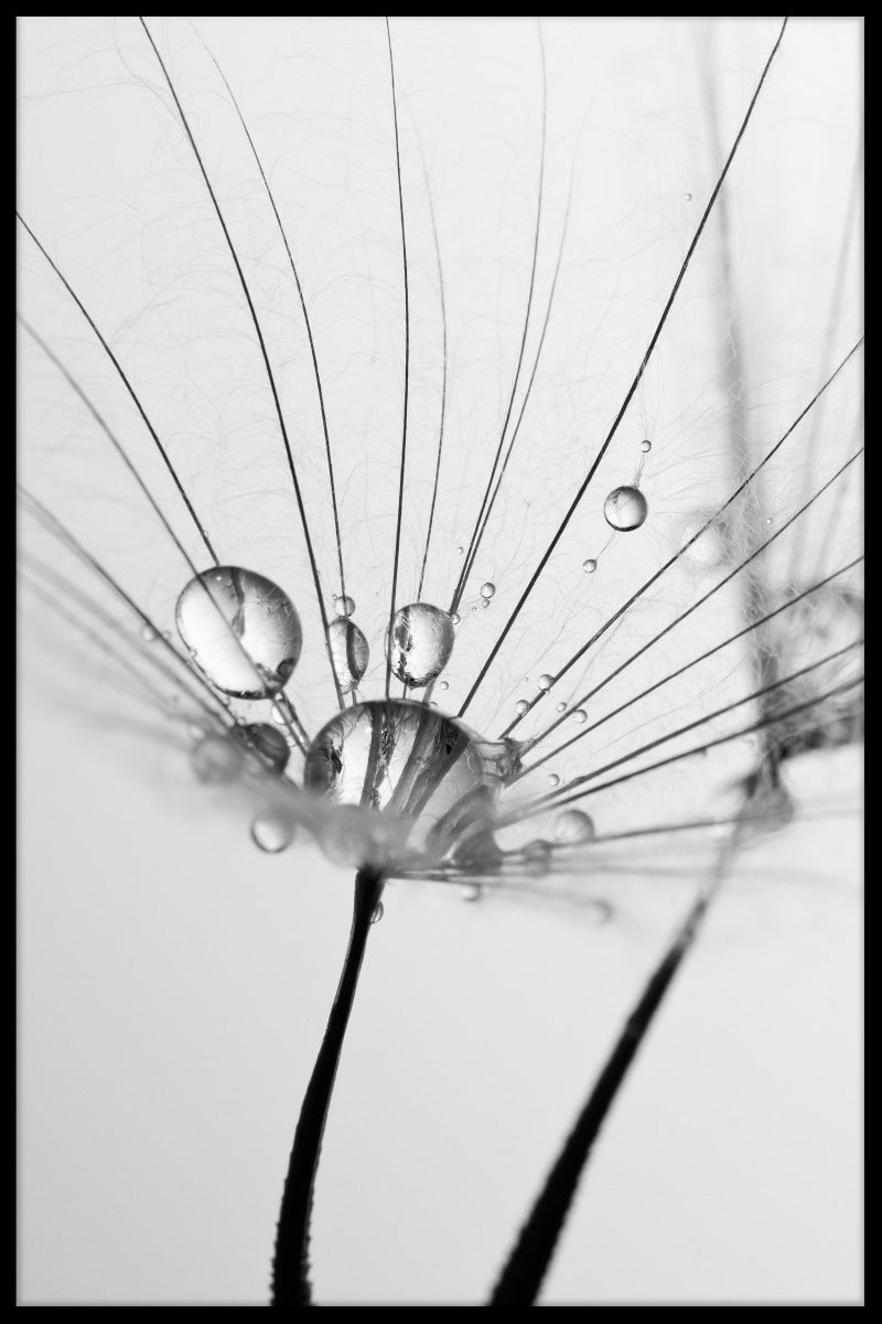 Maskros Med Vatten poster