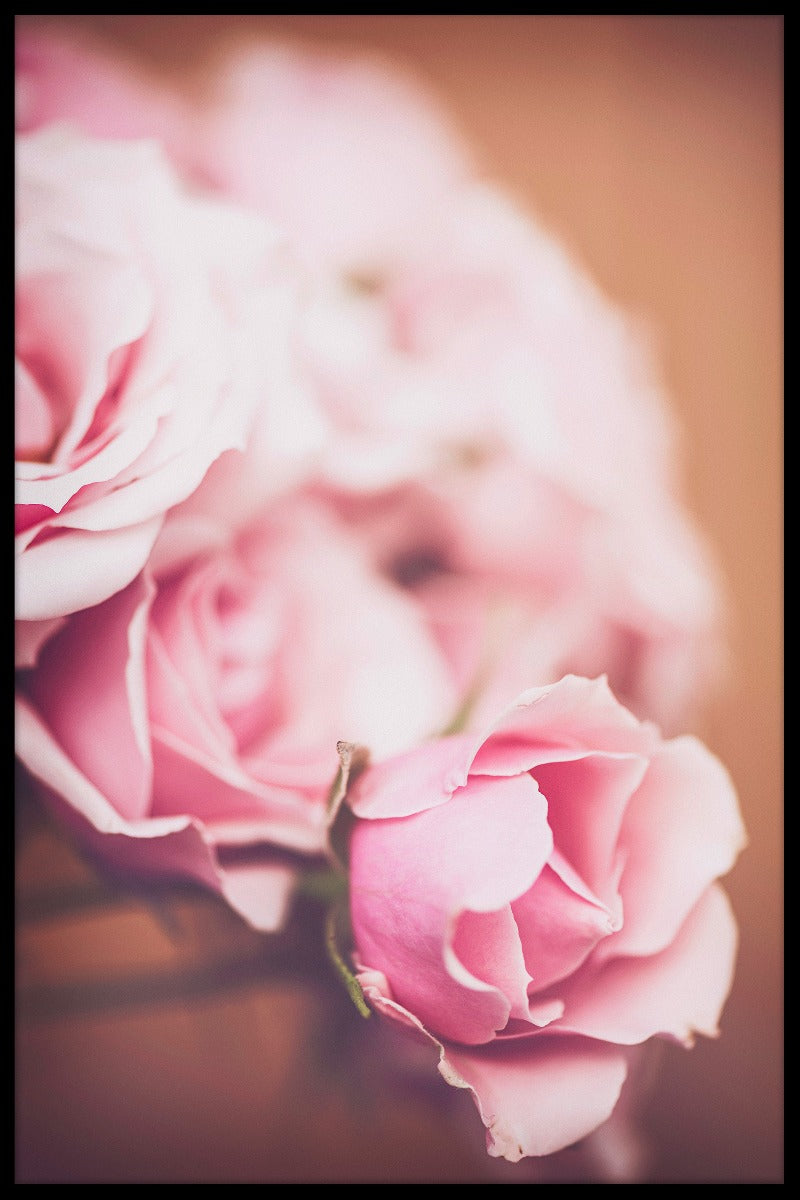 Rosa rosor N02 poster