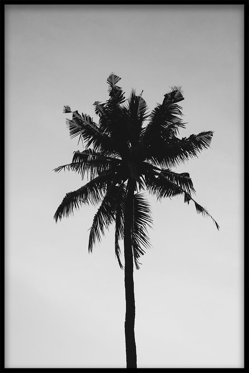 Palmträd svart &