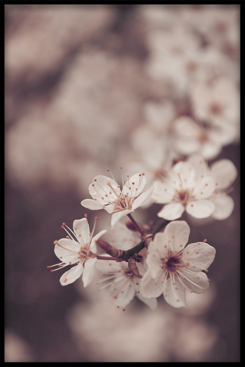 Blommor N04 poster