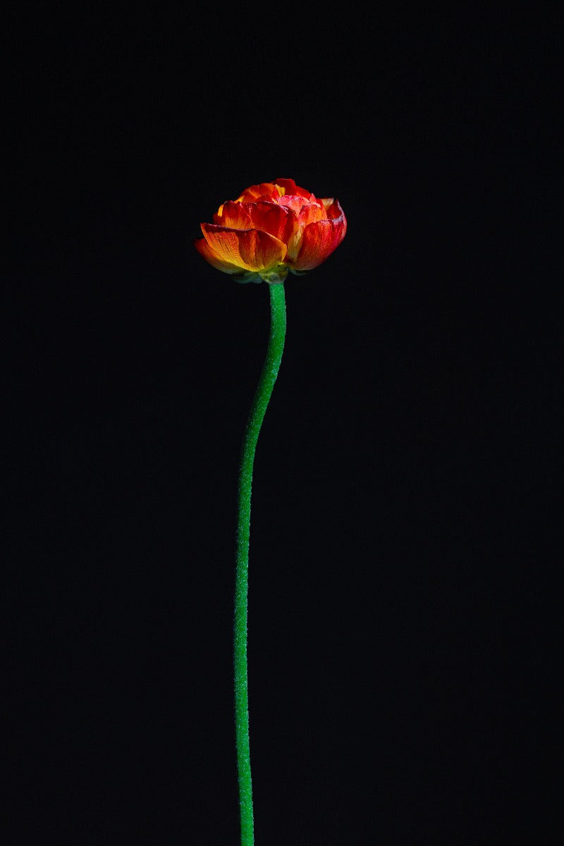 Blommor på svart N01 poster