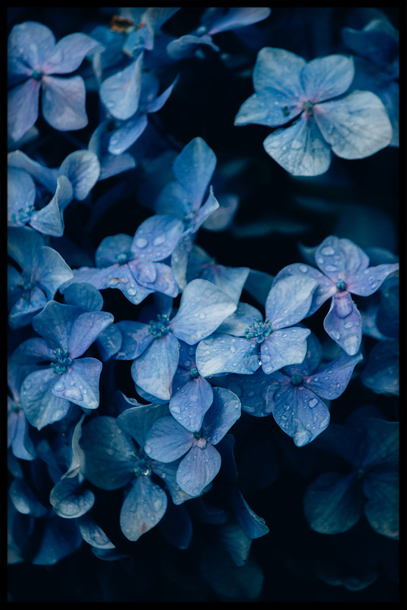 Flowermania N01 poster