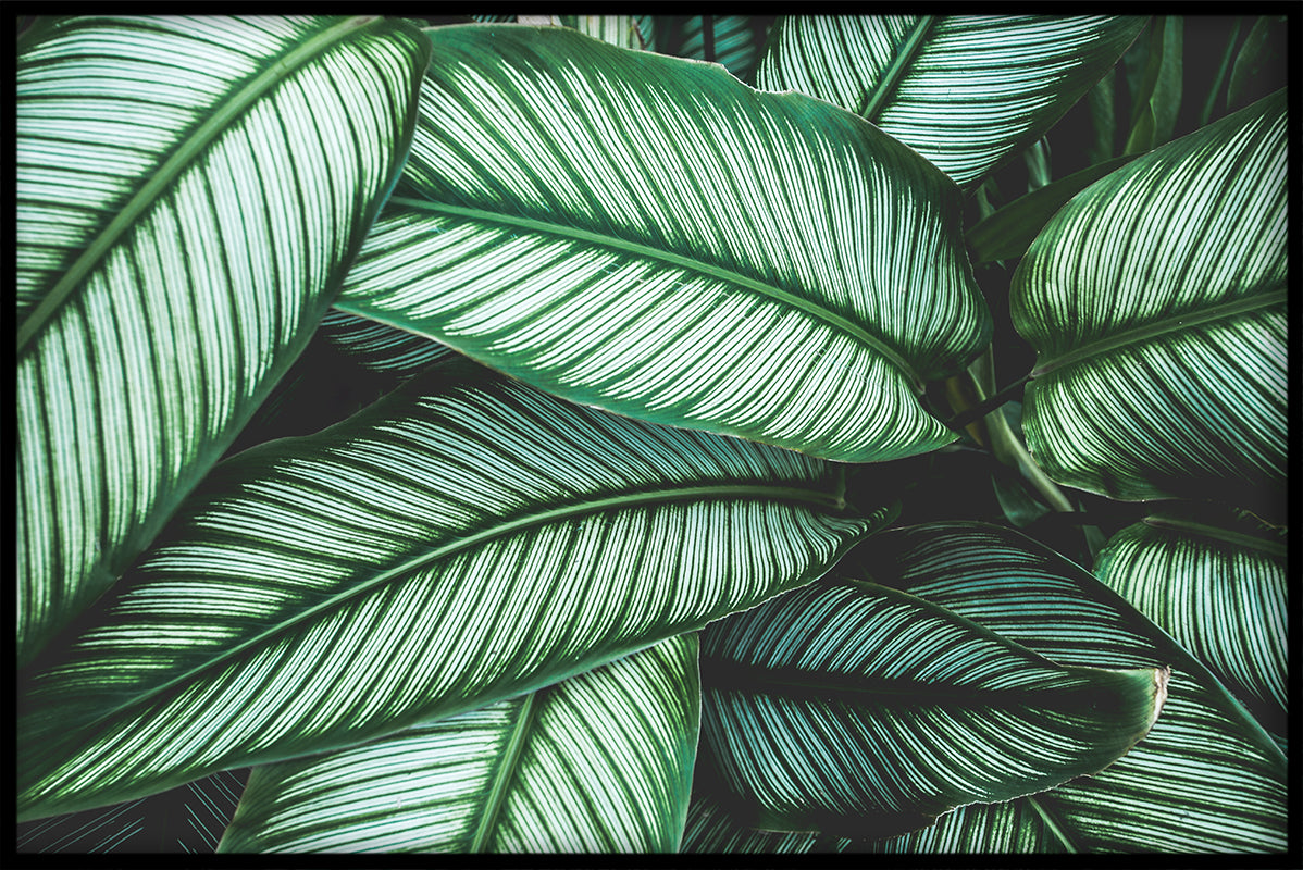 Exotiska växter N04 poster