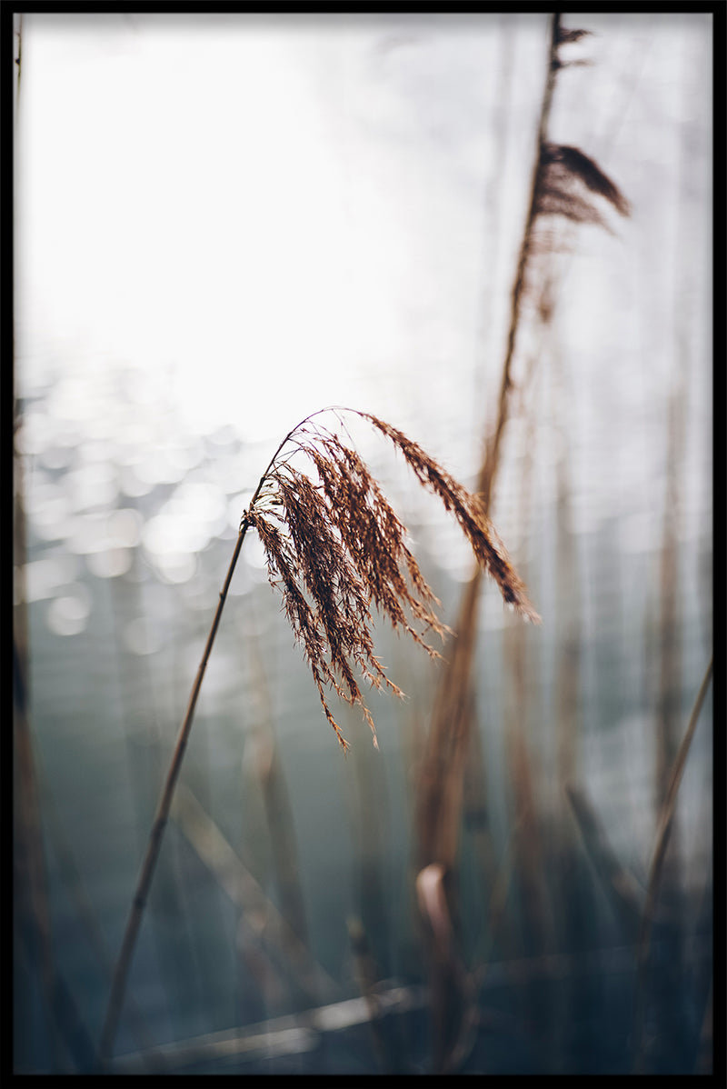 Reeds N03 poster