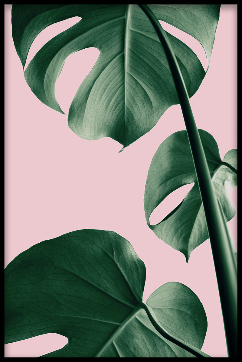 Rosa Monstera N03 poster