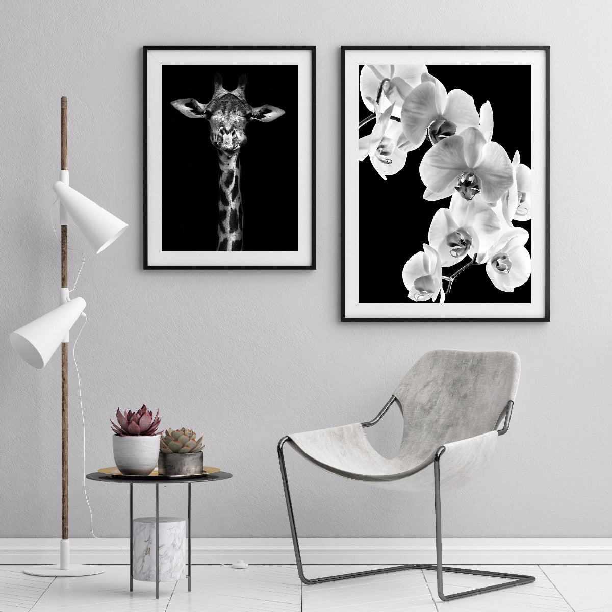 Phalaenopsis orkidéposter