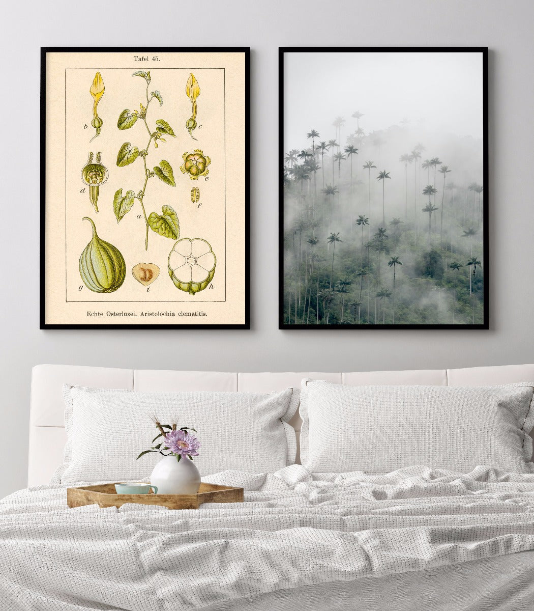 Antik blomma Illustration Birthwort poster