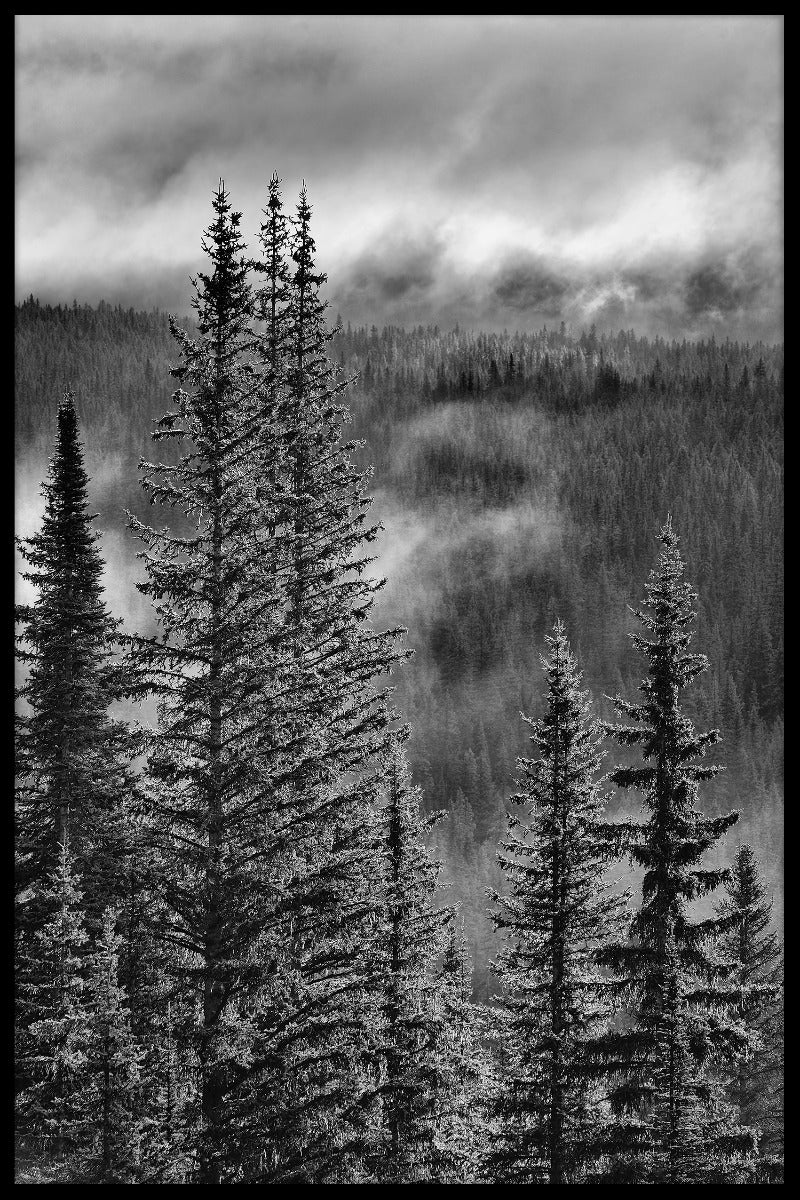 Forest Mountain Valley poster