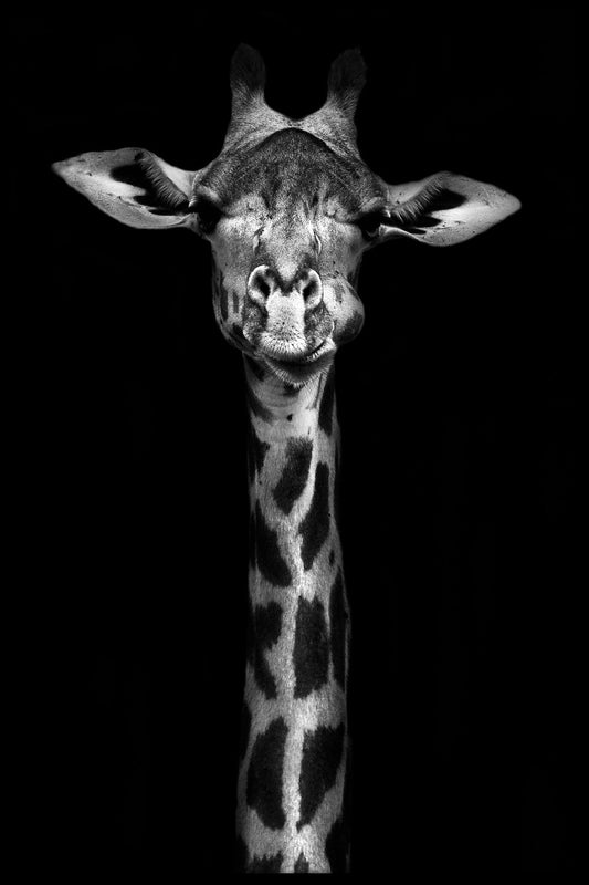 Svartvit poster för giraffporträtt