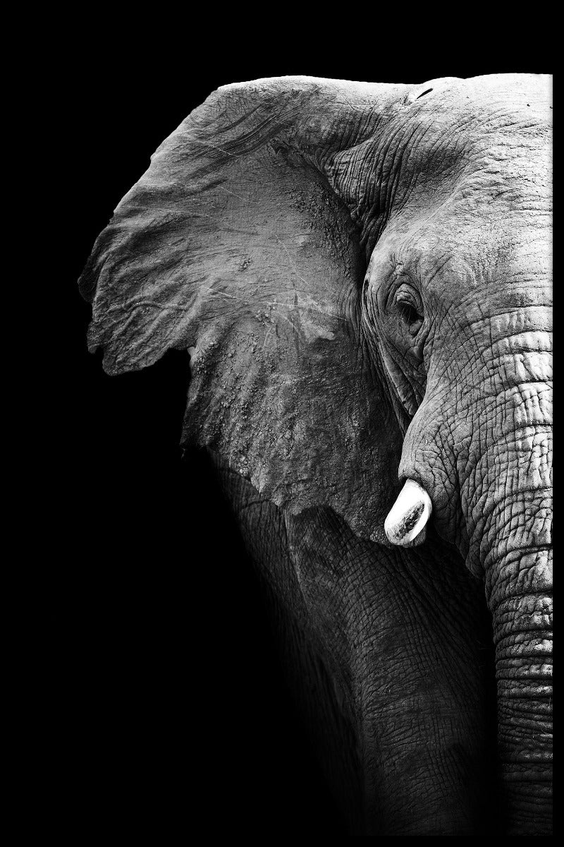 Svartvit poster för elefantporträtt