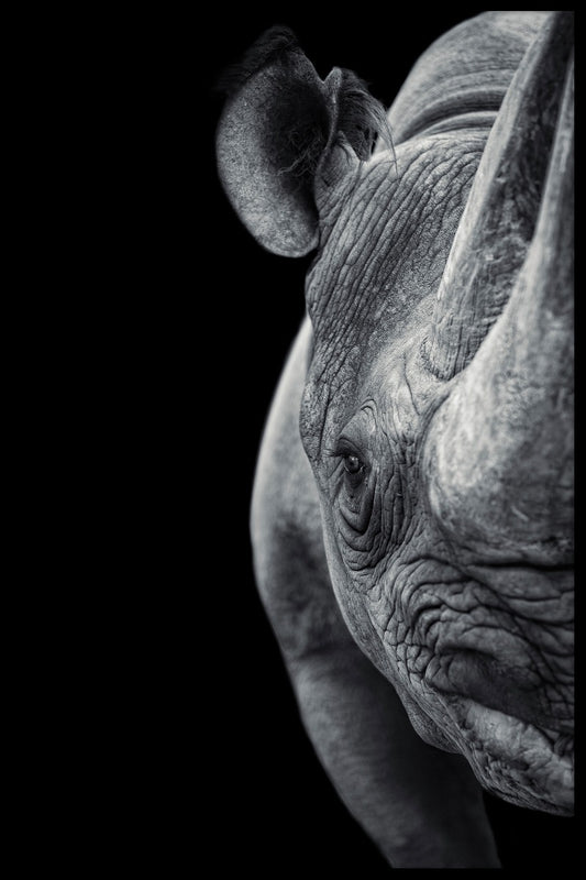 Rhino porträtt poster