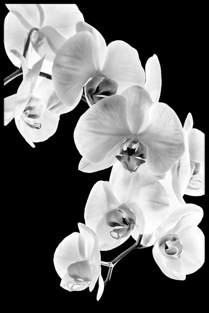 Phalaenopsis orkidéposter