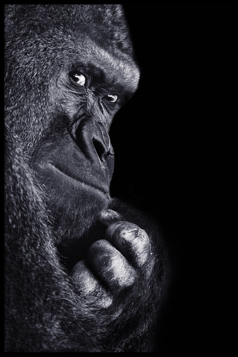 Gorilla porträtt poster