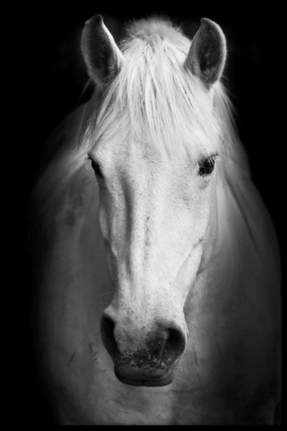 Vit häst porträtt poster