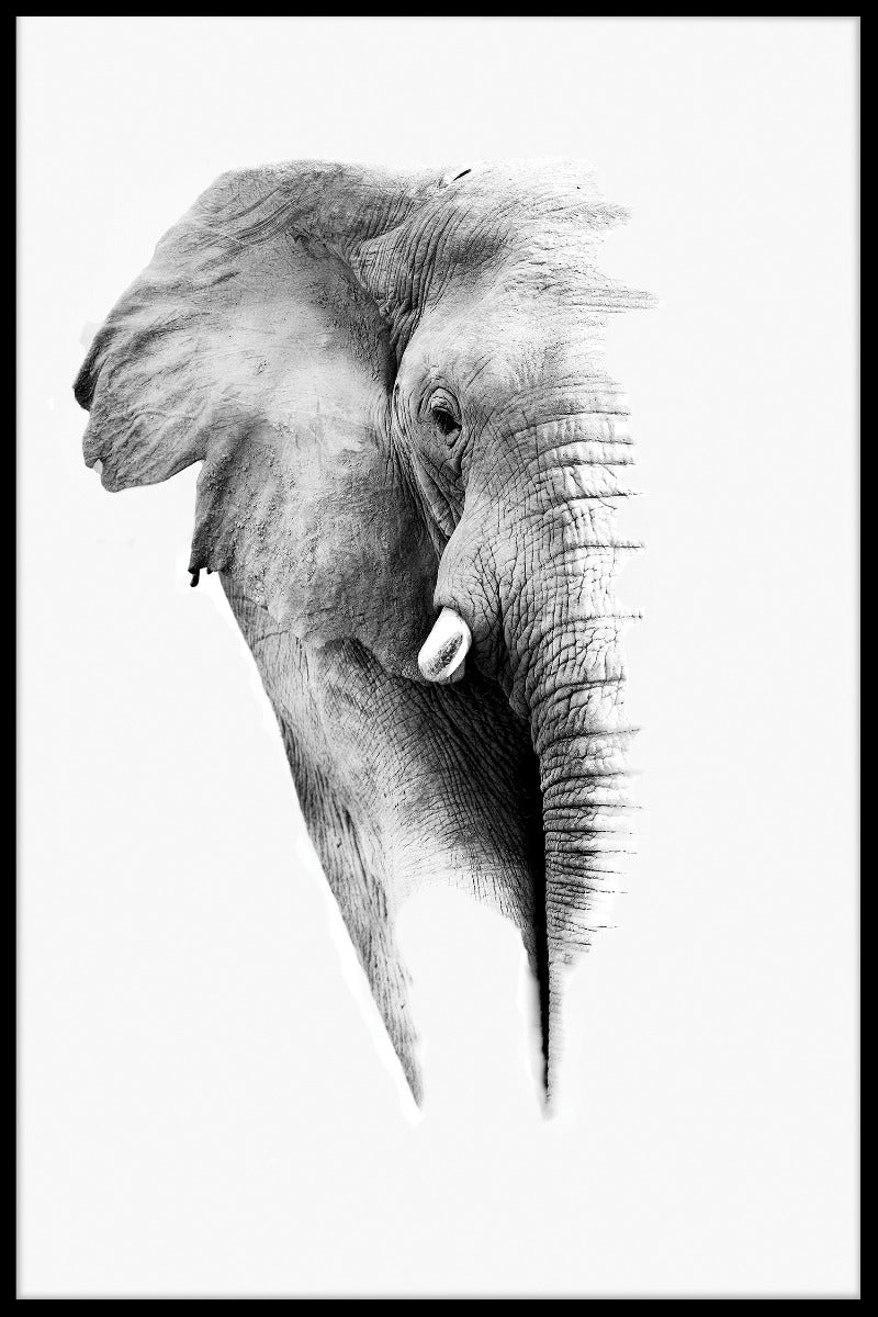 poster för elefantvit porträtt