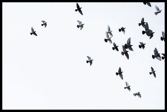 poster för flock av fåglar