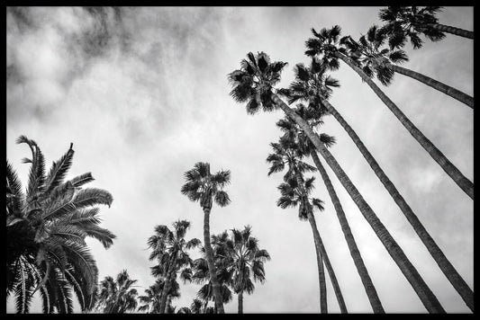 Palmträd svart &amp