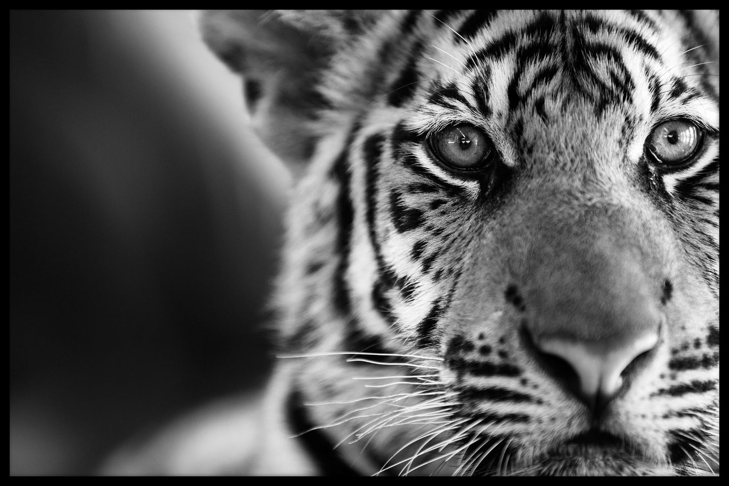 Tiger svartvit poster
