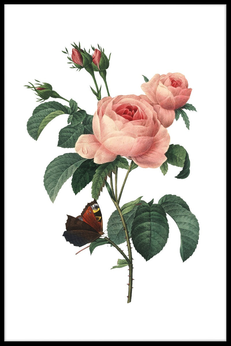 Rosa Centifolia Redoute Blommaposter