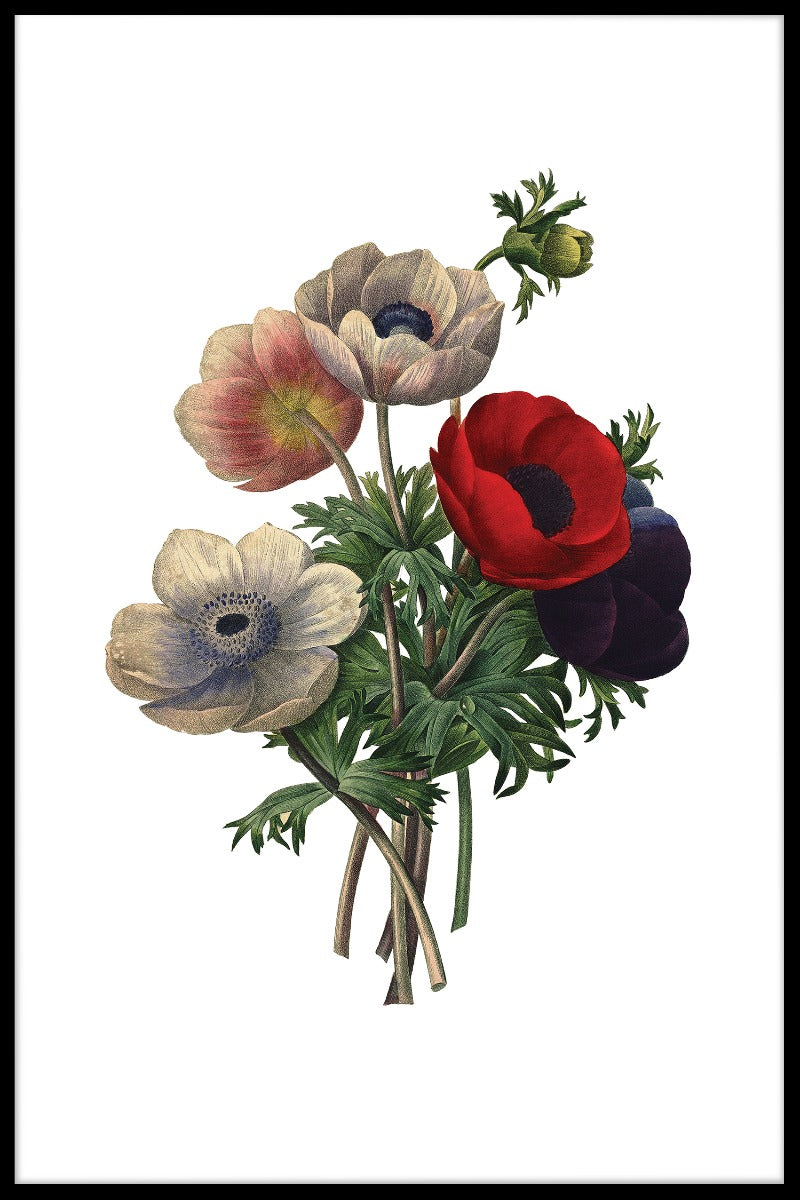 Anemone Simplex Redoute Blomma poster