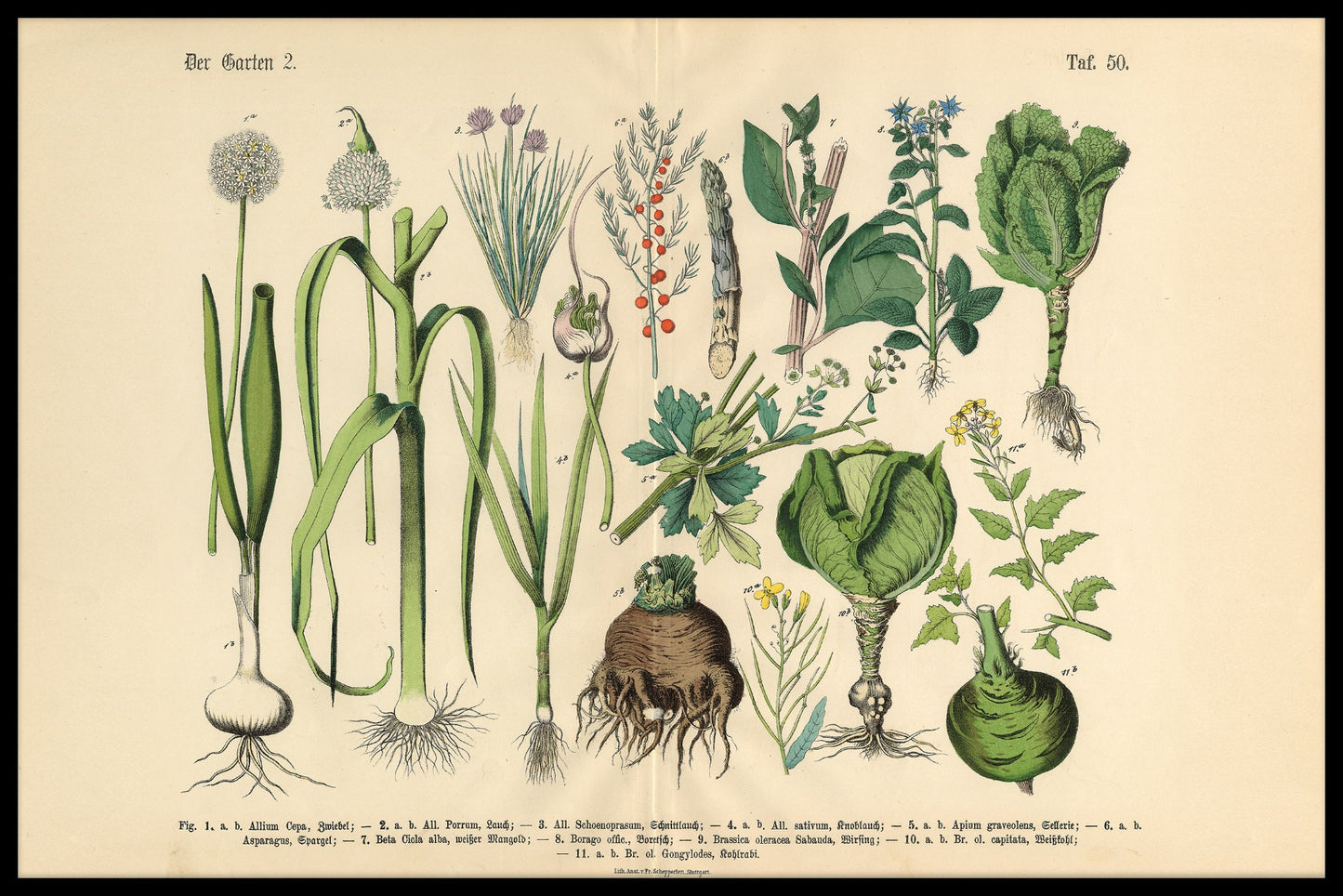 Viktoriansk botanisk illustration poster