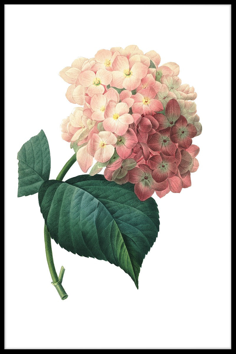 Hortensia blomma poster