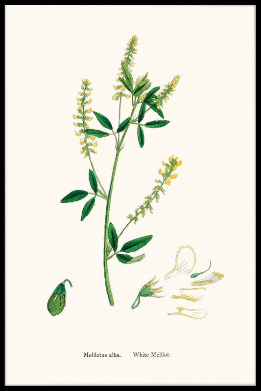 Melilotus Albus poster