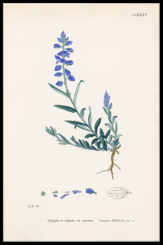 poster Polygala Vulgaris