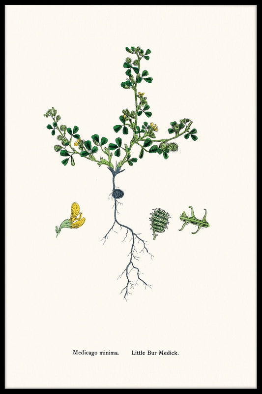 Medicago Minima poster