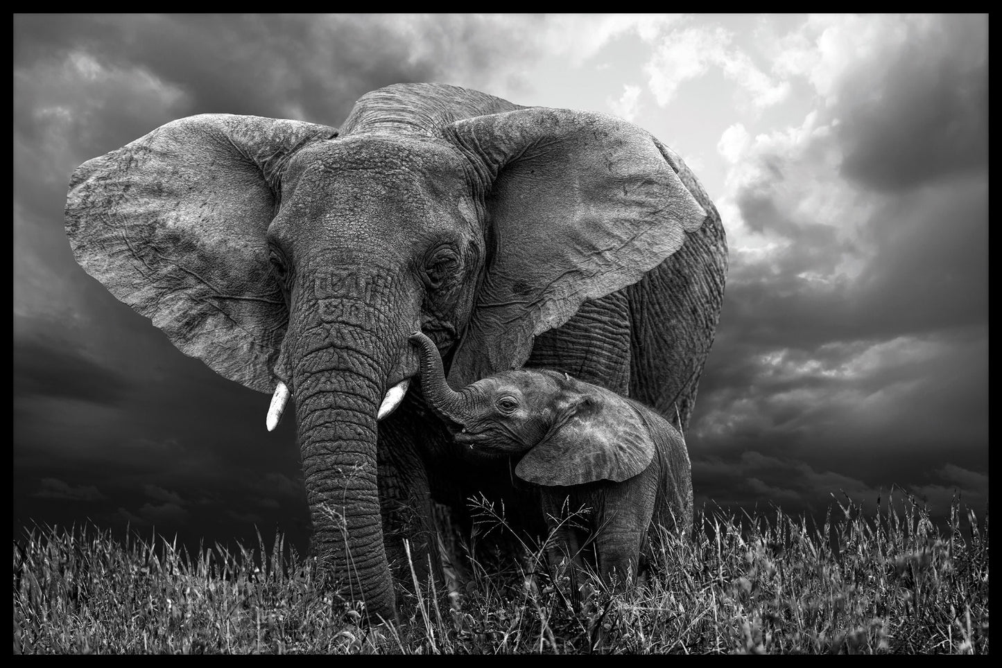 Elefant Och Babyposter
