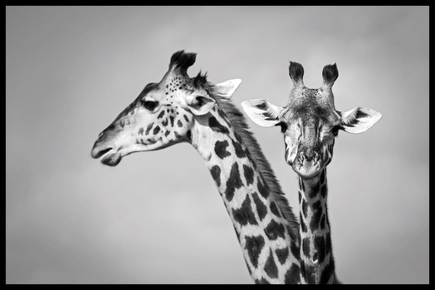 Två giraffer poster