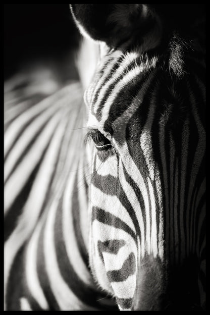 Zebra porträtt natur poster