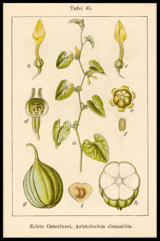 Antik blomma Illustration Birthwort poster