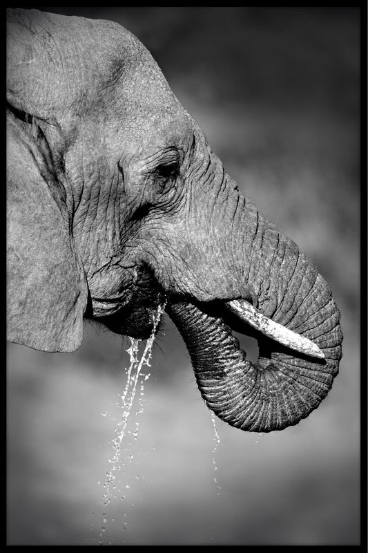 poster för drickande elefant