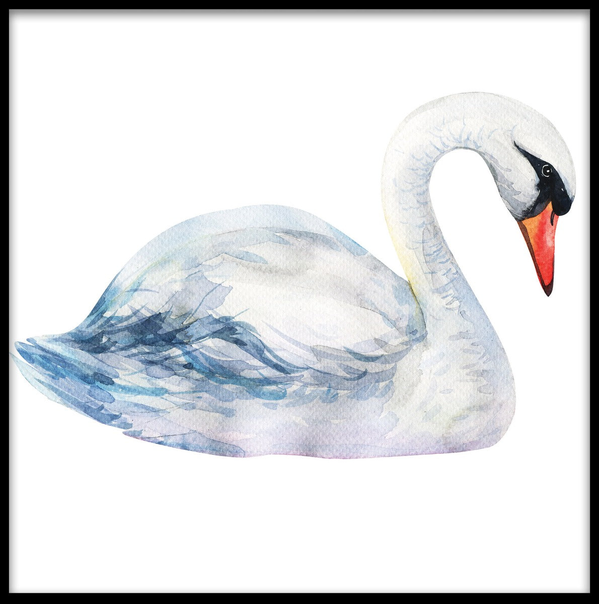 Swan Solo akvarell