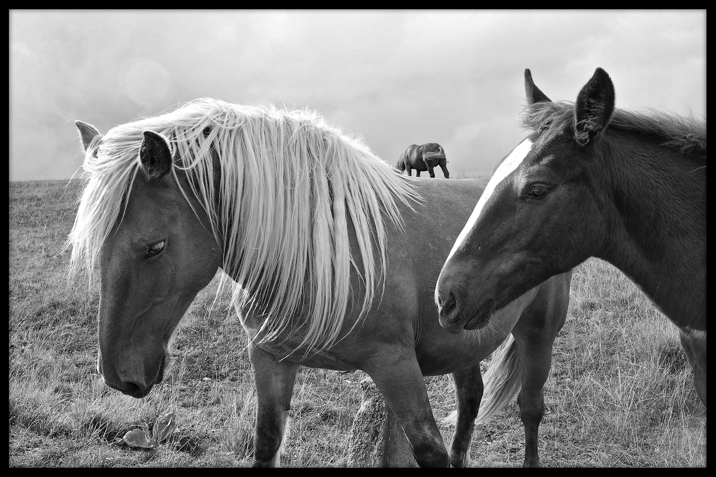 Hästar Abruzzo svartvit poster
