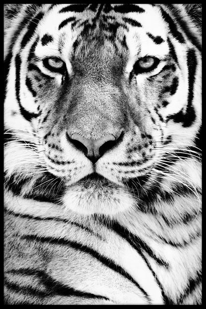 Sibirisk tiger porträttposter