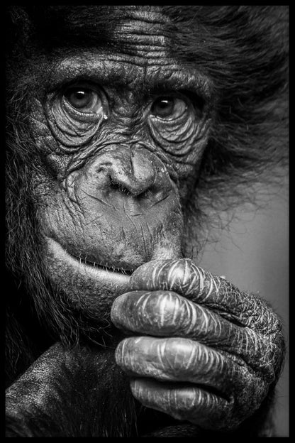 Bonobo ser tankeväckande poster