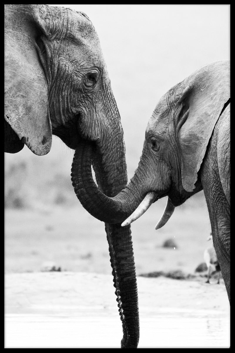 poster för elefantmor och son