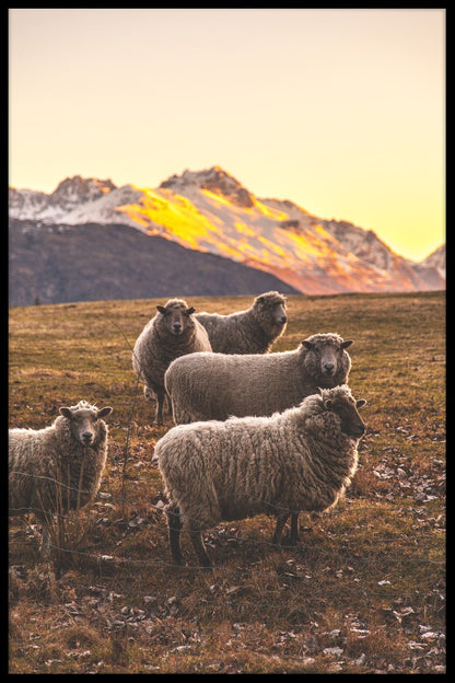 Nya Zeelands fårposter